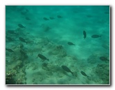 Mauna-Kea-Beach-Snorkeling-Kohala-Coast-Big-Island-Hawaii-033