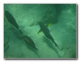 Mauna-Kea-Beach-Snorkeling-Kohala-Coast-Big-Island-Hawaii-034