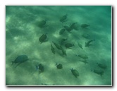 Mauna-Kea-Beach-Snorkeling-Kohala-Coast-Big-Island-Hawaii-035