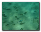 Mauna-Kea-Beach-Snorkeling-Kohala-Coast-Big-Island-Hawaii-036