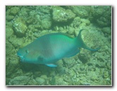 Mauna-Kea-Beach-Snorkeling-Kohala-Coast-Big-Island-Hawaii-039