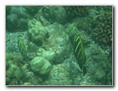 Mauna-Kea-Beach-Snorkeling-Kohala-Coast-Big-Island-Hawaii-042