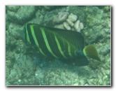 Mauna-Kea-Beach-Snorkeling-Kohala-Coast-Big-Island-Hawaii-043