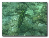 Mauna-Kea-Beach-Snorkeling-Kohala-Coast-Big-Island-Hawaii-044