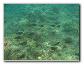 Mauna-Kea-Beach-Snorkeling-Kohala-Coast-Big-Island-Hawaii-055