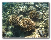 Mauna-Kea-Beach-Snorkeling-Kohala-Coast-Big-Island-Hawaii-057