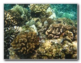 Mauna-Kea-Beach-Snorkeling-Kohala-Coast-Big-Island-Hawaii-059