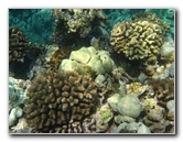 Mauna-Kea-Beach-Snorkeling-Kohala-Coast-Big-Island-Hawaii-060