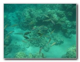 Mauna-Kea-Beach-Snorkeling-Kohala-Coast-Big-Island-Hawaii-062