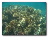 Mauna-Kea-Beach-Snorkeling-Kohala-Coast-Big-Island-Hawaii-068