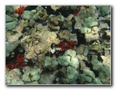 Mauna-Kea-Beach-Snorkeling-Kohala-Coast-Big-Island-Hawaii-072