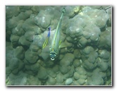 Mauna-Kea-Beach-Snorkeling-Kohala-Coast-Big-Island-Hawaii-074