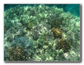 Mauna-Kea-Beach-Snorkeling-Kohala-Coast-Big-Island-Hawaii-077