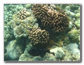 Mauna-Kea-Beach-Snorkeling-Kohala-Coast-Big-Island-Hawaii-082