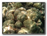 Mauna-Kea-Beach-Snorkeling-Kohala-Coast-Big-Island-Hawaii-083