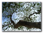 Mauna-Kea-Beach-Snorkeling-Kohala-Coast-Big-Island-Hawaii-088