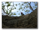 Mauna-Kea-Beach-Snorkeling-Kohala-Coast-Big-Island-Hawaii-089