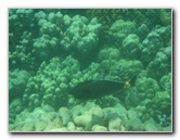 Mauna-Kea-Beach-Snorkeling-Kohala-Coast-Big-Island-Hawaii-098