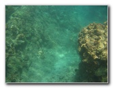 Mauna-Kea-Beach-Snorkeling-Kohala-Coast-Big-Island-Hawaii-106