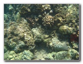 Mauna-Kea-Beach-Snorkeling-Kohala-Coast-Big-Island-Hawaii-107