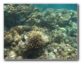 Mauna-Kea-Beach-Snorkeling-Kohala-Coast-Big-Island-Hawaii-108