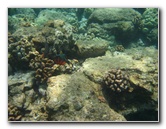 Mauna-Kea-Beach-Snorkeling-Kohala-Coast-Big-Island-Hawaii-110