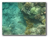 Mauna-Kea-Beach-Snorkeling-Kohala-Coast-Big-Island-Hawaii-112