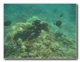 Mauna-Kea-Beach-Snorkeling-Kohala-Coast-Big-Island-Hawaii-124