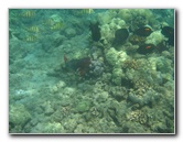 Mauna-Kea-Beach-Snorkeling-Kohala-Coast-Big-Island-Hawaii-125