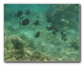 Mauna-Kea-Beach-Snorkeling-Kohala-Coast-Big-Island-Hawaii-127