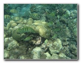 Mauna-Kea-Beach-Snorkeling-Kohala-Coast-Big-Island-Hawaii-128