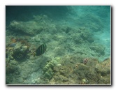 Mauna-Kea-Beach-Snorkeling-Kohala-Coast-Big-Island-Hawaii-133