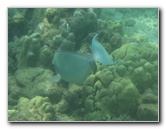 Mauna-Kea-Beach-Snorkeling-Kohala-Coast-Big-Island-Hawaii-135