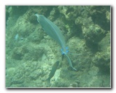 Mauna-Kea-Beach-Snorkeling-Kohala-Coast-Big-Island-Hawaii-136