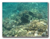 Mauna-Kea-Beach-Snorkeling-Kohala-Coast-Big-Island-Hawaii-139