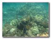 Mauna-Kea-Beach-Snorkeling-Kohala-Coast-Big-Island-Hawaii-140