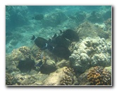 Mauna-Kea-Beach-Snorkeling-Kohala-Coast-Big-Island-Hawaii-143