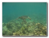 Mauna-Kea-Beach-Snorkeling-Kohala-Coast-Big-Island-Hawaii-145