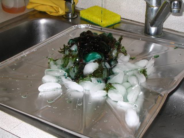 Melting-Sugar-Food-Art-Experiment-017