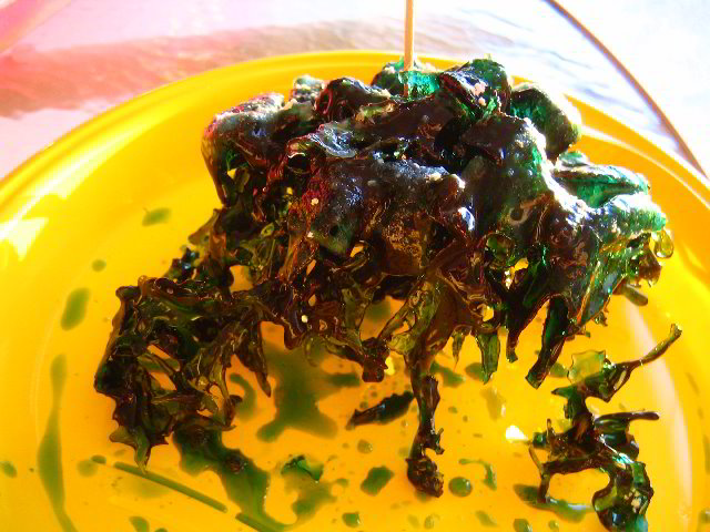 Melting-Sugar-Food-Art-Experiment-027