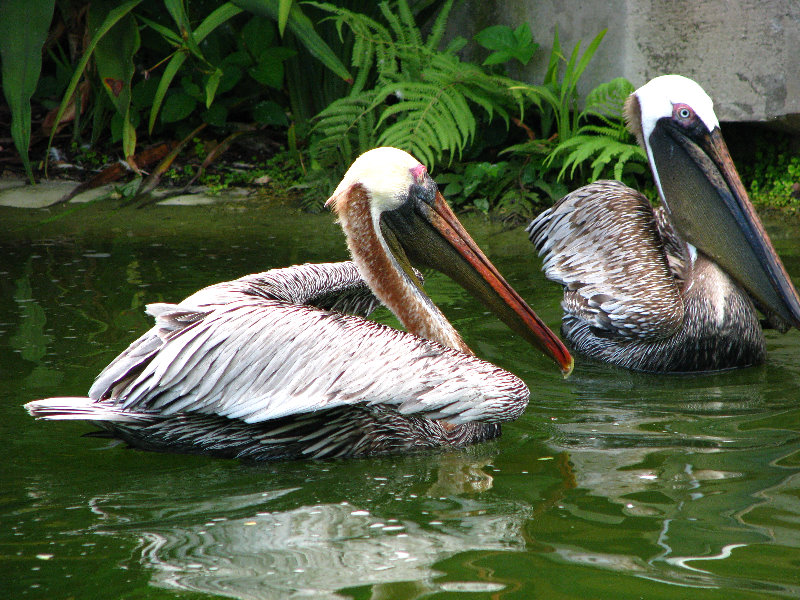 Miami-MetroZoo-Pictures-005