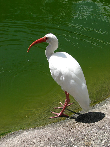 Miami-MetroZoo-Pictures-006