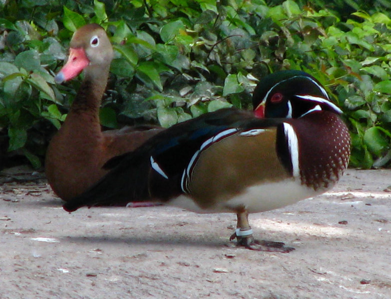 Miami-MetroZoo-Pictures-009