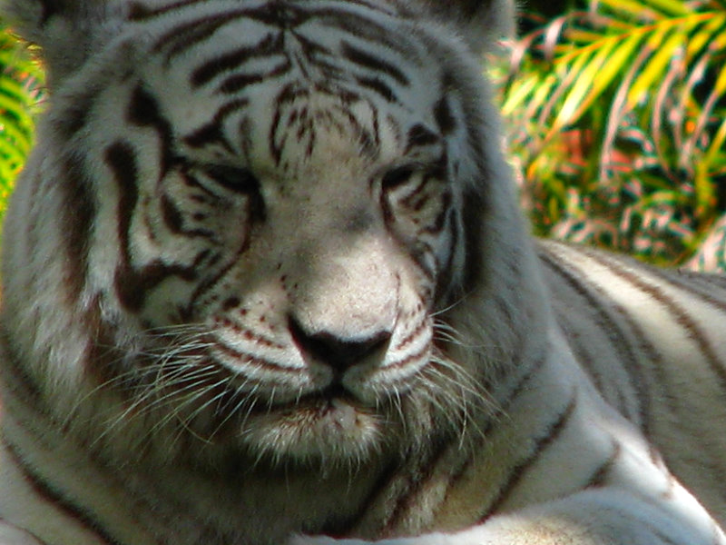 Miami-MetroZoo-Pictures-015