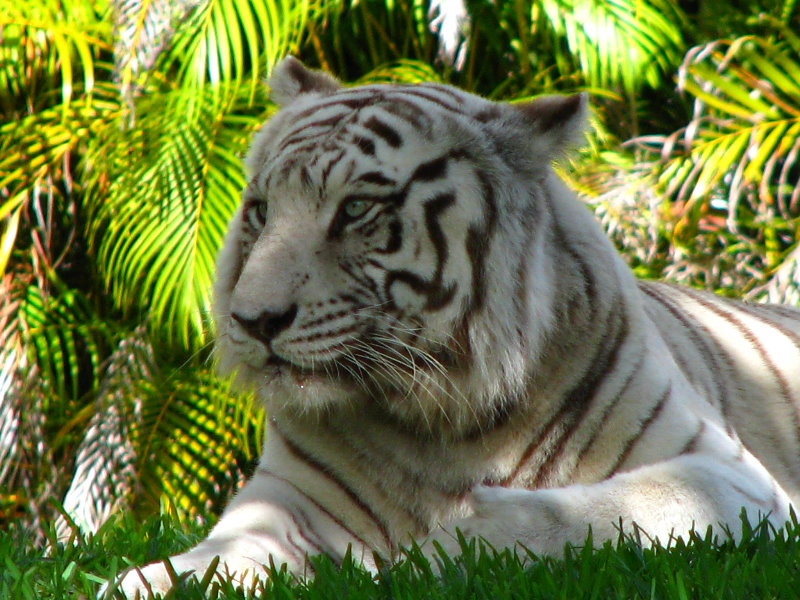 Miami-MetroZoo-Pictures-016