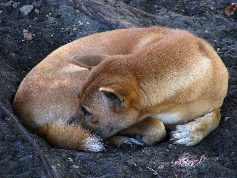 Miami-MetroZoo-Pictures-030