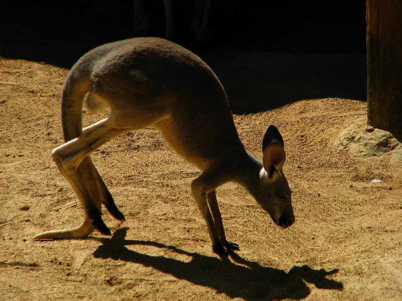 Miami-MetroZoo-Pictures-037