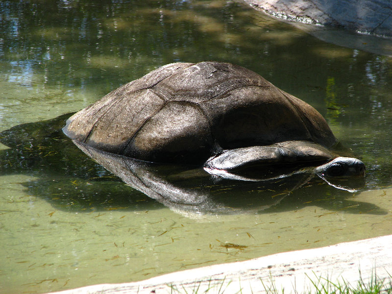 Miami-MetroZoo-Pictures-039