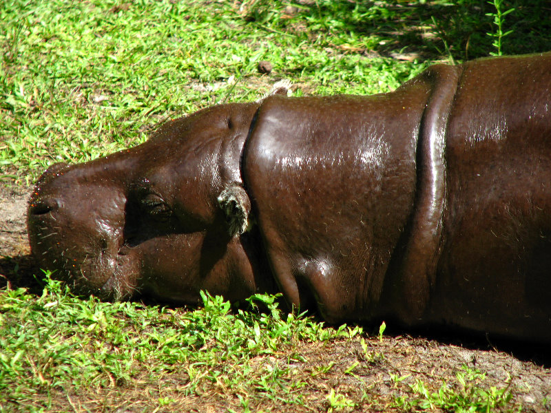 Miami-MetroZoo-Pictures-050