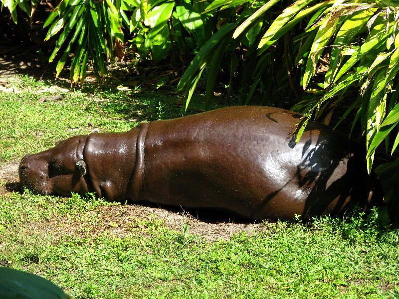 Miami-MetroZoo-Pictures-051